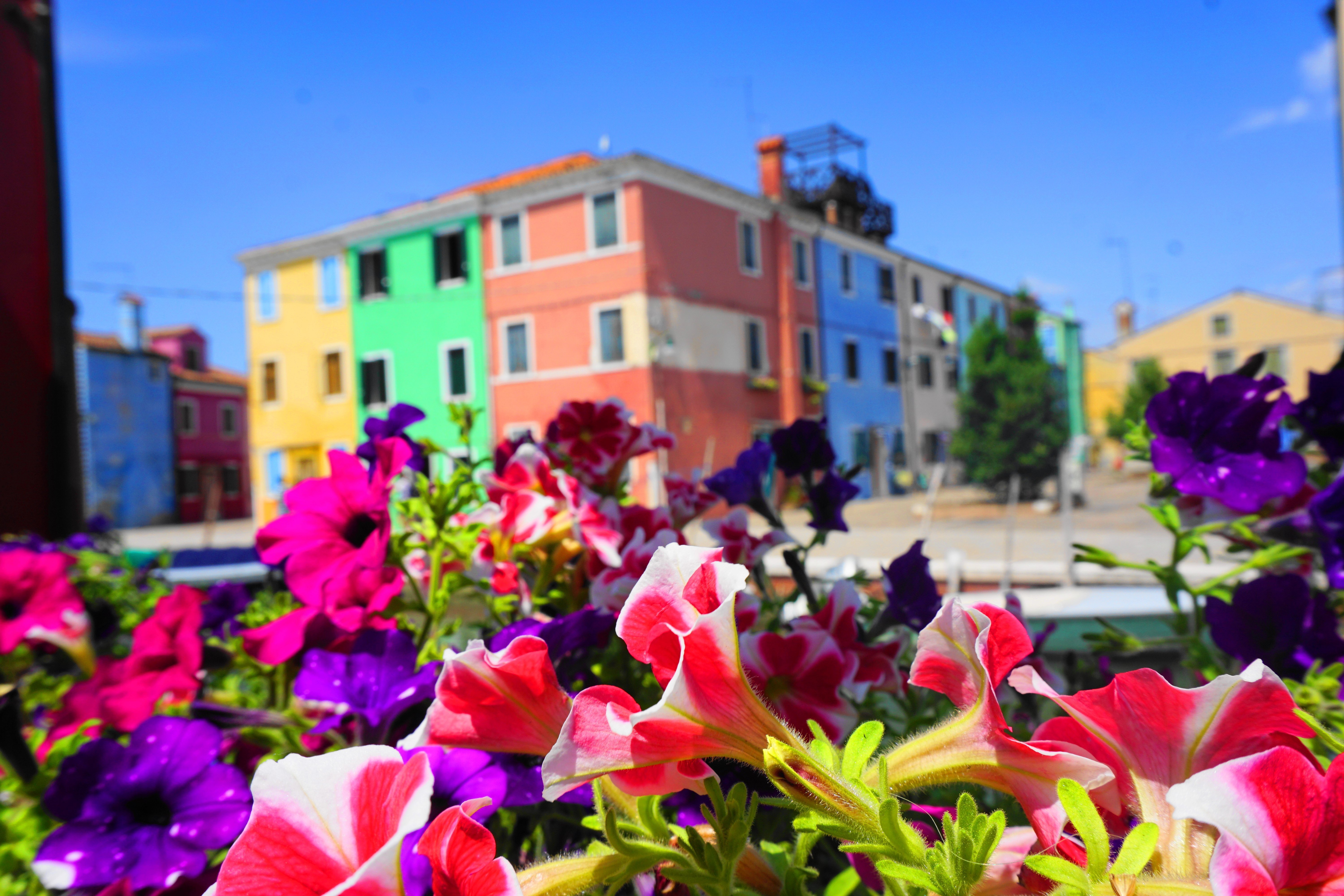 what to do Burano, Italy - colorful houses and flowers