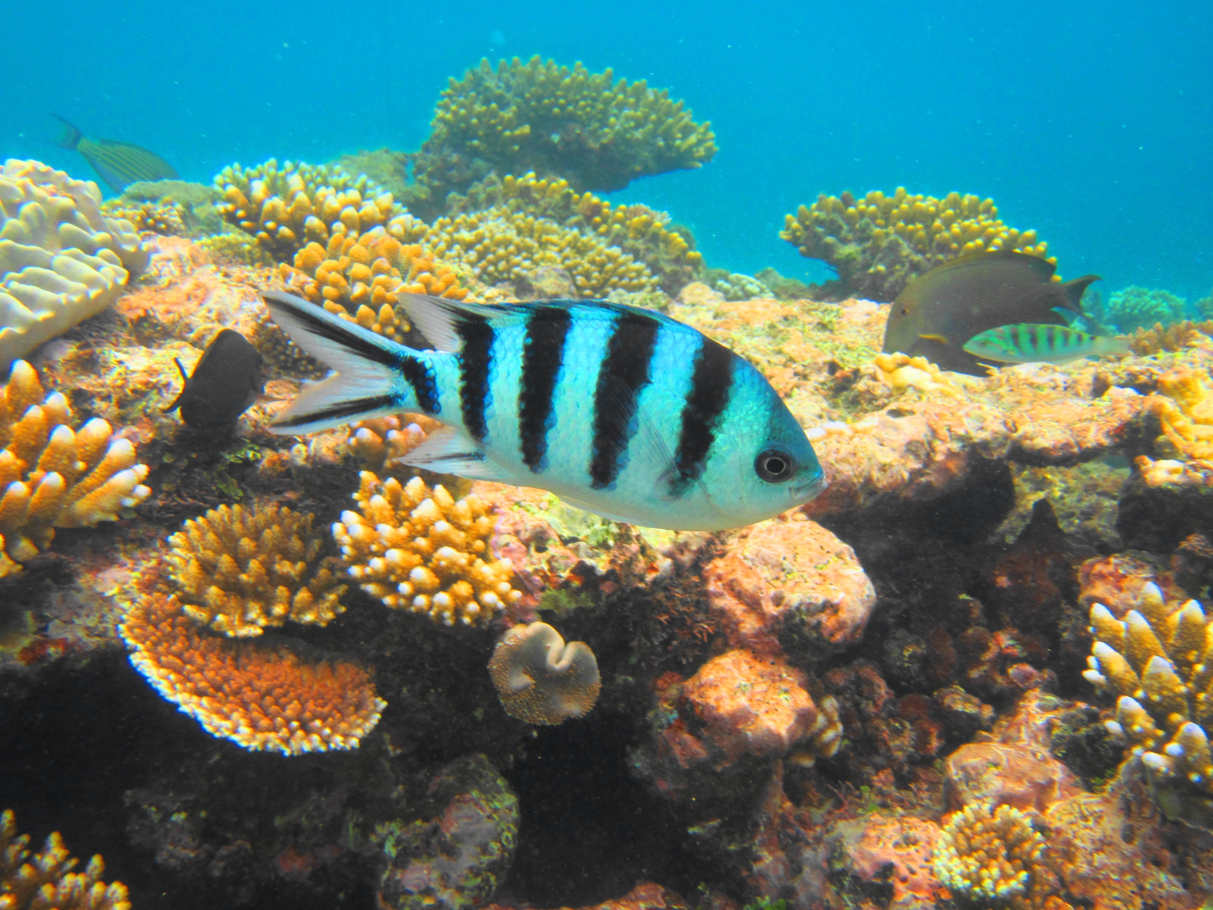 Snorkeling underwater photo Nassau, Bahamas