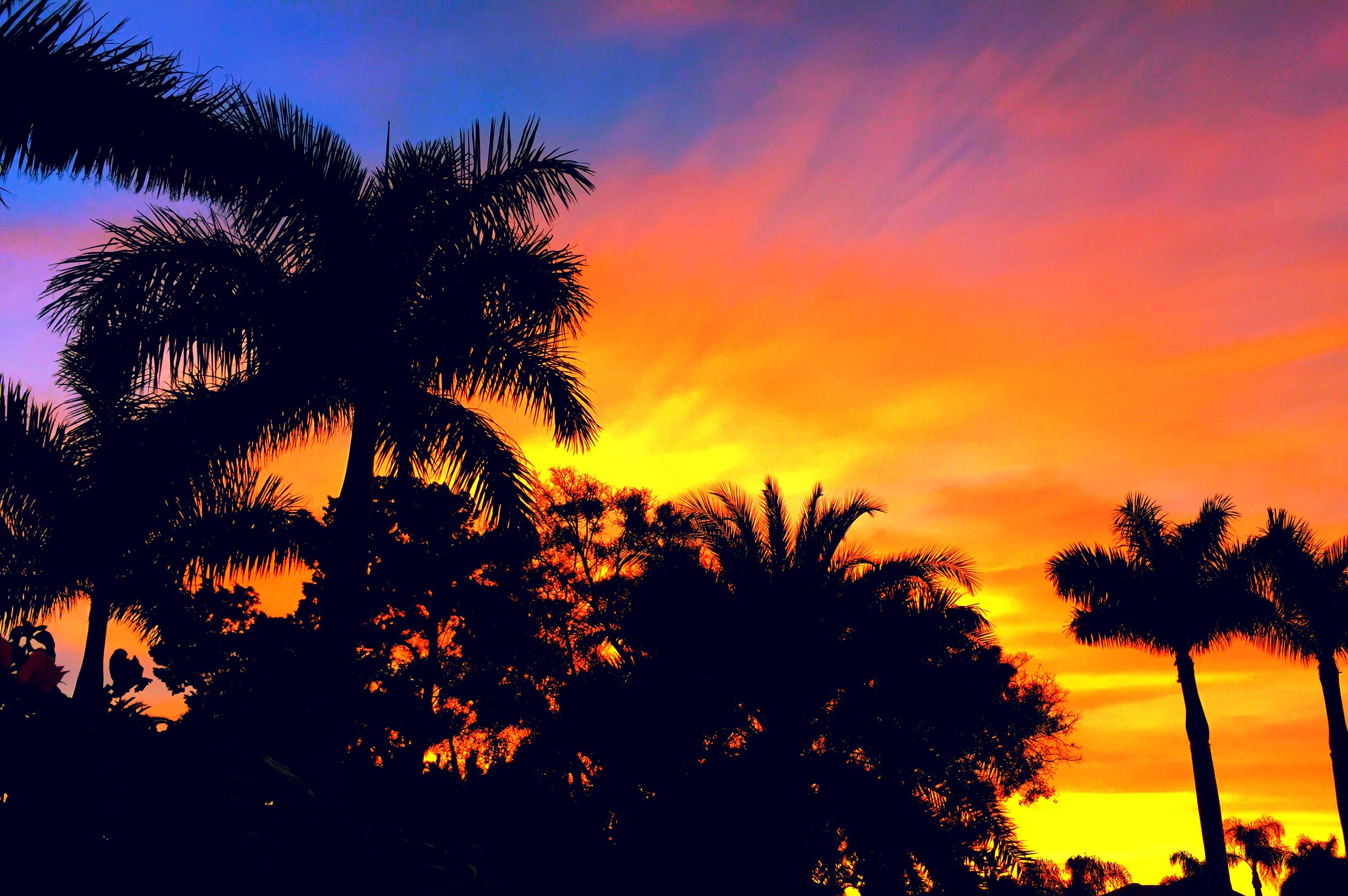 what to do in Sarasota, Florida - Sarasota sunset