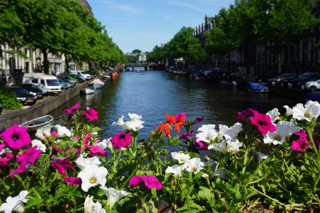 scenic Amsterdam canals with houseboats and blooming flowers